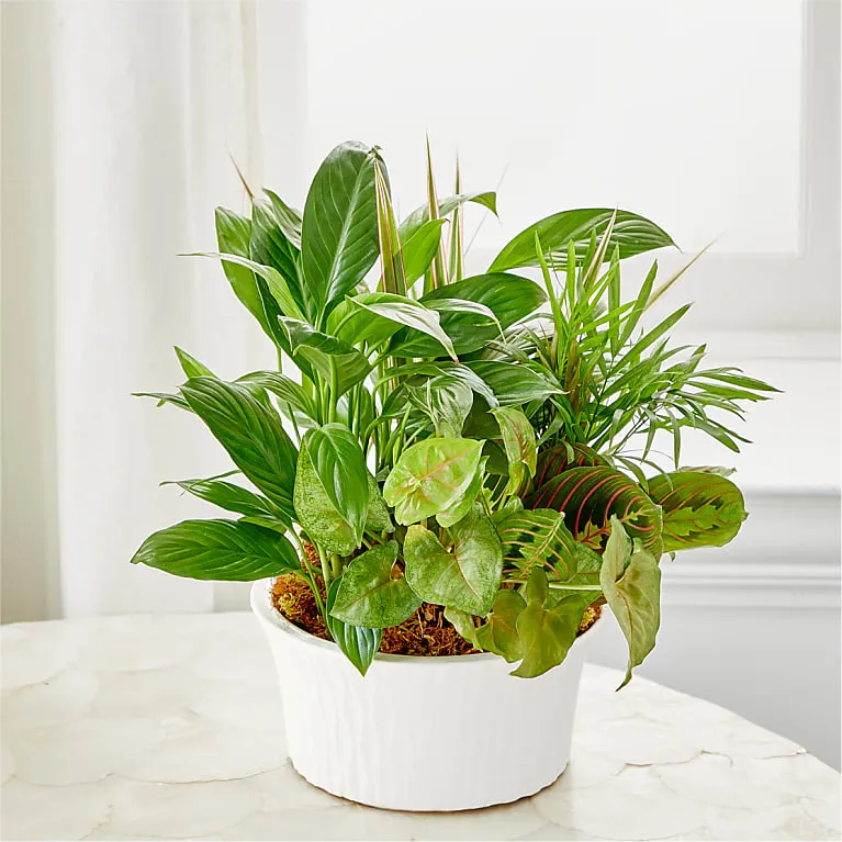 Balance & Harmony Dishgarden - Image 2