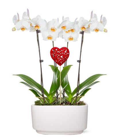 Forever Love Orchid Garden