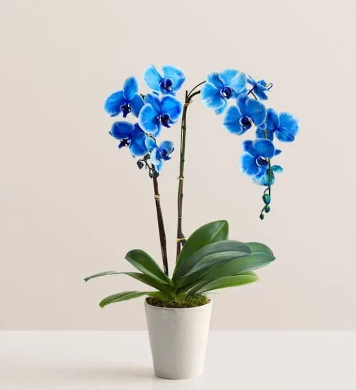 Double Blue Orchid Plant