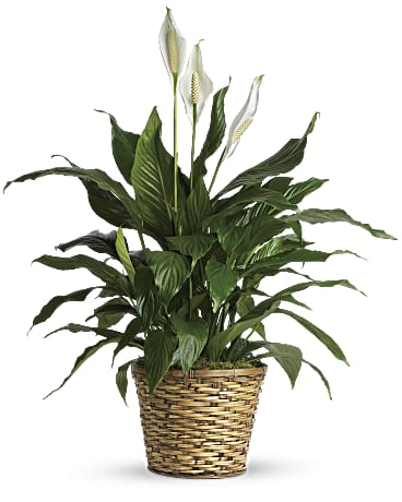 Simply Elegant Spathiphyllum - Standard