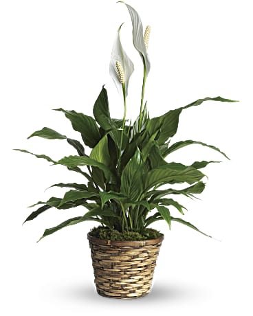 Simply Elegant Spathiphyllum – Small