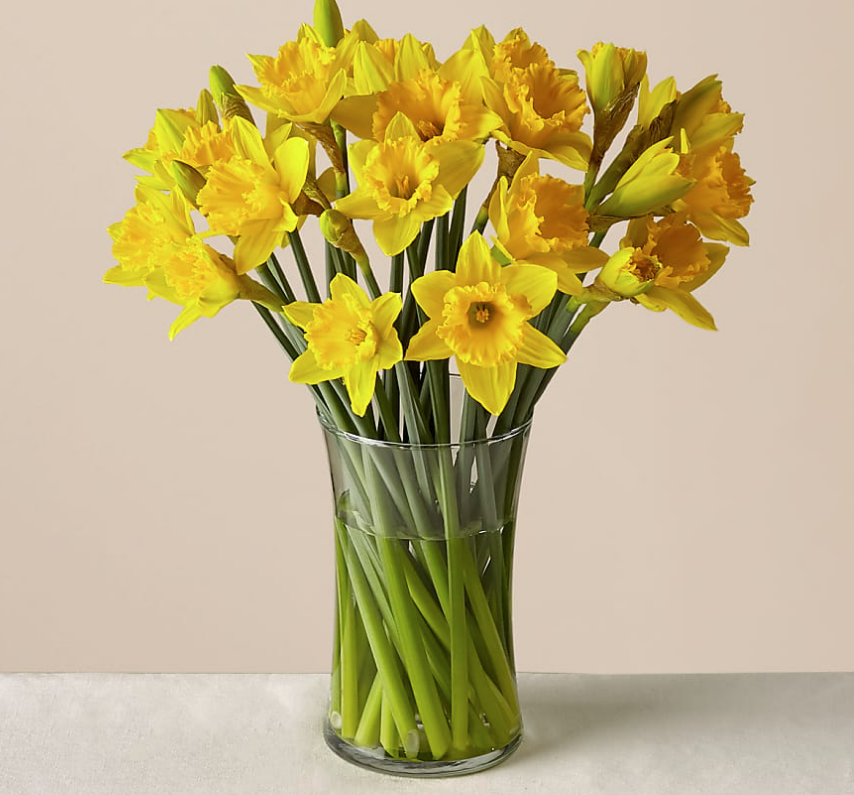 Yellow Gorgeous Daffodils