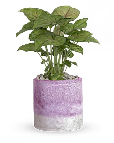 Shimmering Aqua Plant